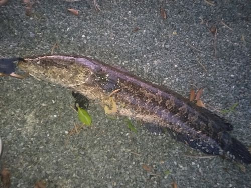 ライギョの釣果