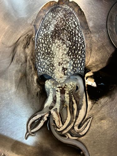シリヤケイカの釣果