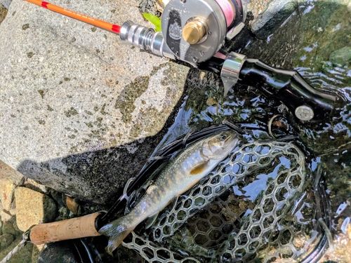 イワナの釣果