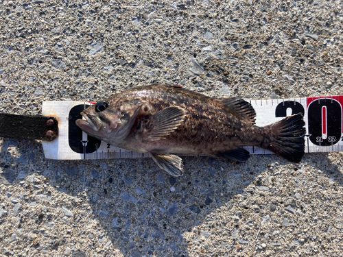 クロソイの釣果