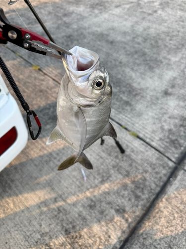 メッキの釣果
