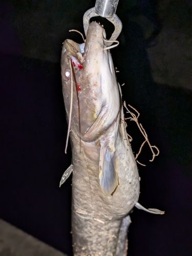 ナマズの釣果