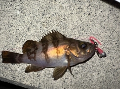 メバルの釣果