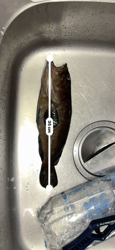 クエの釣果