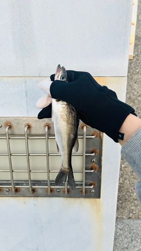 セイゴ（ヒラスズキ）の釣果
