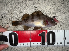 メバルの釣果