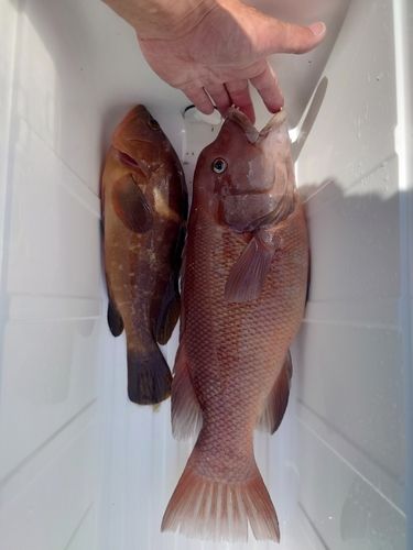 コブダイの釣果