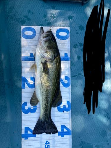 ラージマウスバスの釣果