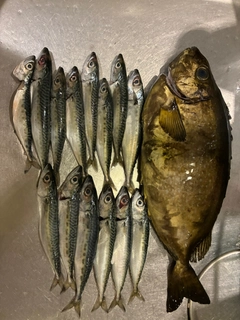 アイゴの釣果
