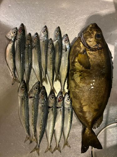 アイゴの釣果