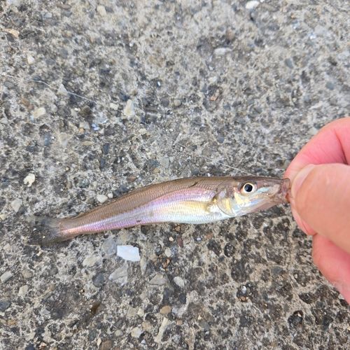 イワシの釣果