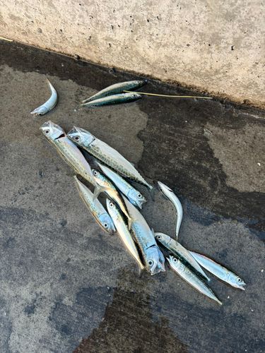 サバの釣果