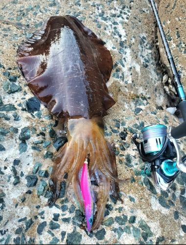 アオリイカの釣果