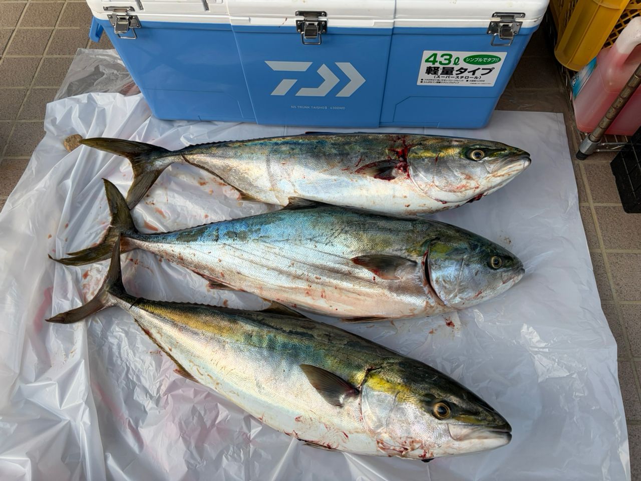 アングラー80192872さんの2026年05月18日(月)の釣行(新潟県 - 直江津沖