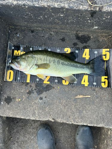 釣果