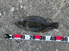 ヒラメの釣果