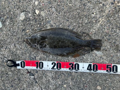 ヒラメの釣果