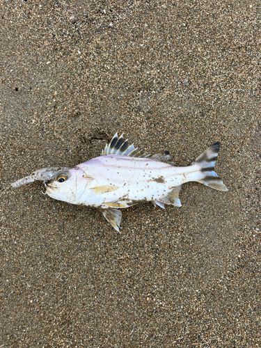 クワガナーの釣果