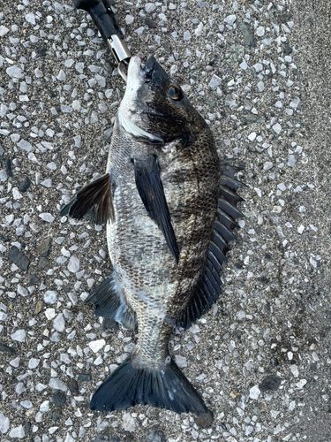 チヌの釣果
