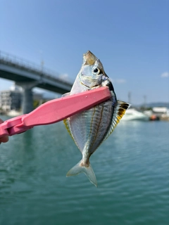 ヒイラギの釣果