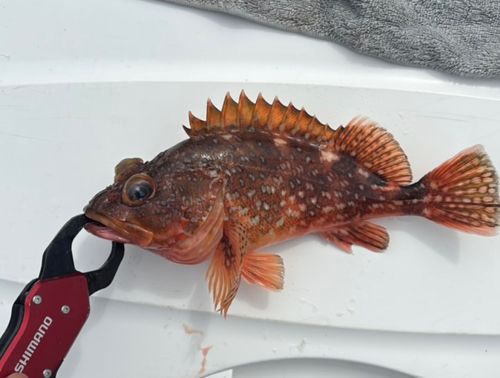 ウッカリカサゴの釣果