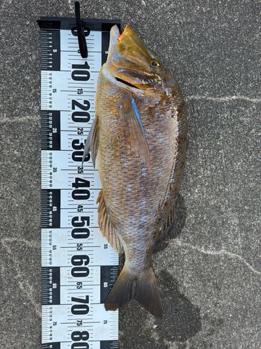 ハマフエフキの釣果