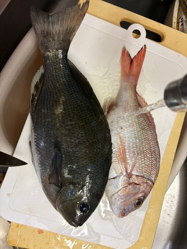 グレの釣果