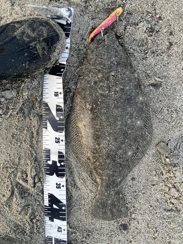 ヒラメの釣果