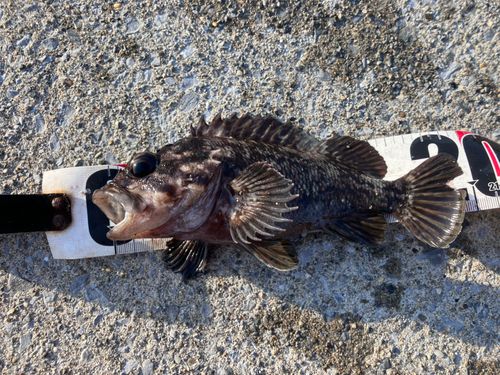 ムラソイの釣果