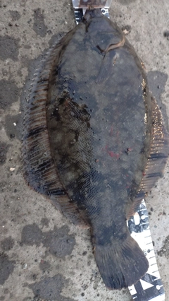 クロガシラガレイの釣果