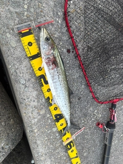サゴシの釣果