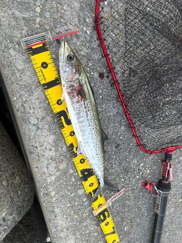 サゴシの釣果