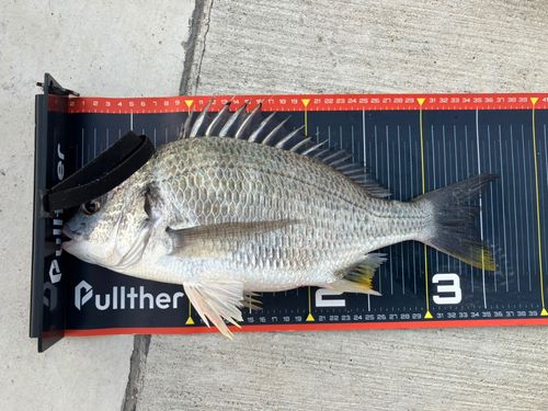 キビレの釣果