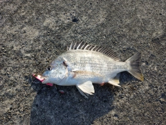 キビレの釣果