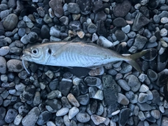 マアジの釣果