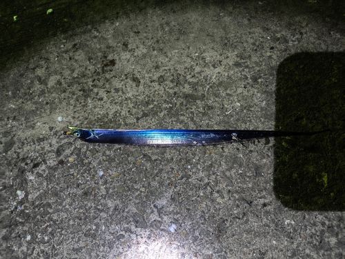 タチウオの釣果