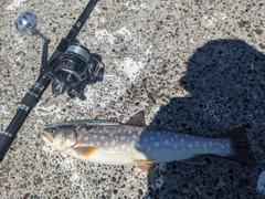 アメマスの釣果