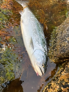 サクラマスの釣果