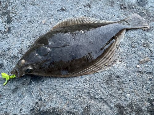 マガレイの釣果