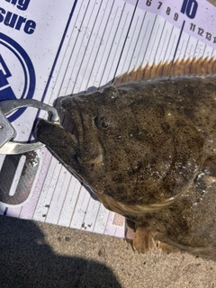 ヒラメの釣果