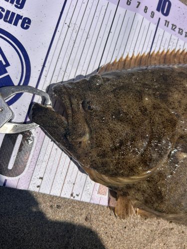 ヒラメの釣果