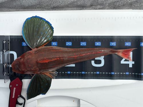 ホウボウの釣果