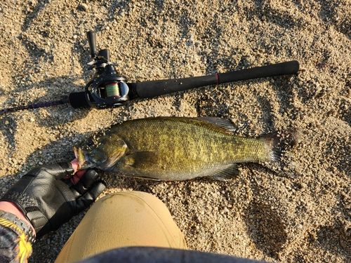 スモールマウスバスの釣果