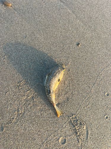 クサフグの釣果