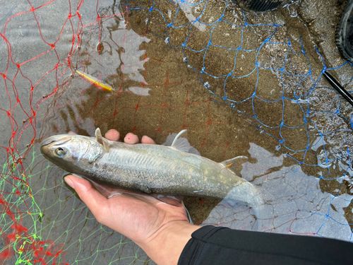 イワナの釣果