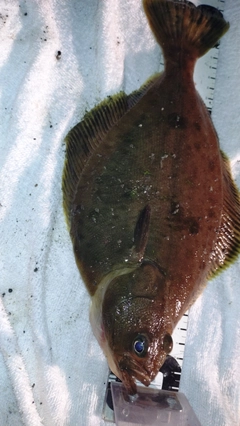 ソウハチの釣果