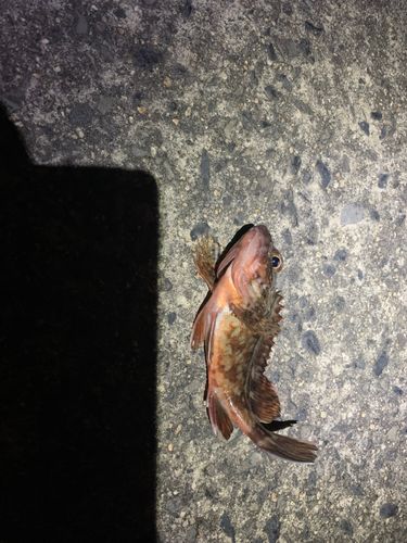 カサゴの釣果