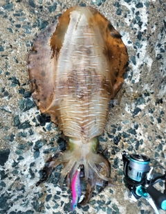 アオリイカの釣果