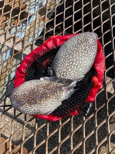 シリヤケイカの釣果
