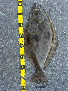 ヒラメの釣果